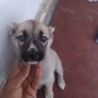 سلام توله  ۴عدد سه تا چشم آبی آخری مشکی|سگ|مشهد, عسگریه|دیوار