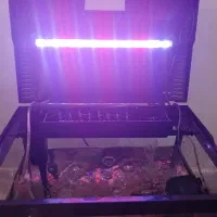 آکواریوم ماهیران|ماهی|رشت, حمیدیان|دیوار