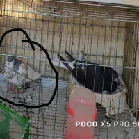 کبوتر پریده گمشده