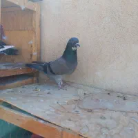 یه جفت سبز چونه سفید به شرط پرش|پرنده|قرچک, مهدیه|دیوار