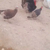حیوانات مزرعه