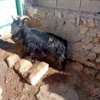 ۱عدد بز جوان یلینی برای نگه داشتن