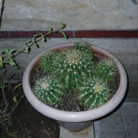 کاکتوس اچینو|عمده‌فروشی|قرچک, مهدیه|دیوار