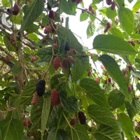 باغ کهن با اصالت، سنددار، با بناقدیمی و خونه باغ|فروش زمین و ملک کلنگی|رباط‌کریم, انجم آباد|دیوار