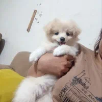 واگذاری رایگان