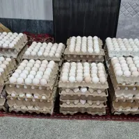 فروش تخم نطفهدار بوقلمون