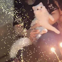 گربه