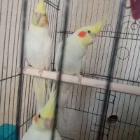 عروس هلندی مولد|پرنده|سرپل ذهاب, |دیوار