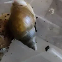 حراج حلزون مولد تخم گذار|خزنده|شیراز, شهرک بهار|دیوار