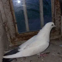 کبوتردم سیاه نر