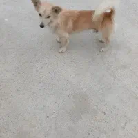 سگ پاکوتاه