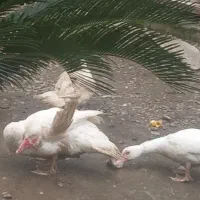 تعدادی‌اردک‌فروشی