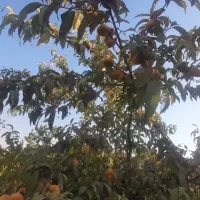 سوییت-خانه-باغ-تمیز-ودلنشین-سکو-نشیمن-صندلی-سنتی