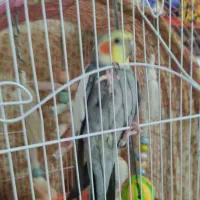 عروس هلندی سخنگو