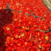 خریدار گوجه فرنگی کارخانه‌ای