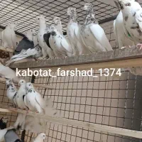 کفتر فرشاد|پرنده|تهران, افسریه جنوبی|دیوار