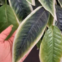 درختچه مصنوعی|گل مصنوعی|همدان, |دیوار