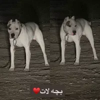 سگ داگو آرژانتینو دوگو گمشده