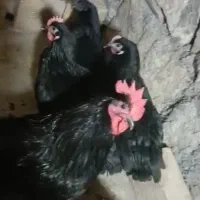 فروش مرغ وخروس نژادبرهماو4مرغ نژادایام سمانی