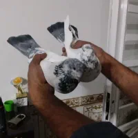 کبوتر پرشی|پرنده|بافت, |دیوار