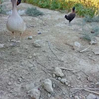 بت فروشی|حیوانات مزرعه|زهک, |دیوار