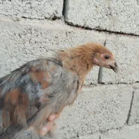 فروش مرغ و خروس و اردک وجوجه|حیوانات مزرعه|خواف, |دیوار