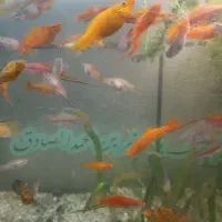 دم شمشیری.  گوپی