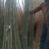 فروش نهال کبوده رشد سریع و مقاوم به سرما|خدمات باغبانی و درختکاری|سلماس, |دیوار