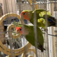 طوطی برزیلی|پرنده|جوانرود, |دیوار