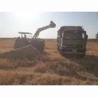 پخش کاه گندموکاه جو دیم سفید نرم ریز.پیک رایگان|حیوانات مزرعه|مسجد سلیمان, |دیوار