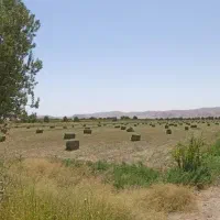 زمین مزروعی به همراه چاه عمیق|فروش دفتر صنعتی، کشاورزی، تجاری|پاکدشت, پاکدشت (مامازند)|دیوار