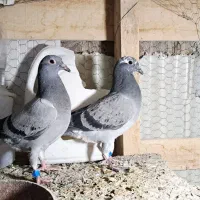 جوجه کفتر پلاکی وماده سفید|پرنده|رباط‌کریم, شهرک صنعتی زواره‌ای|دیوار