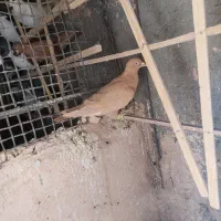 کفتر زرد و طوقی هفرنگ|پرنده|سبزوار, میدان بار|دیوار