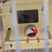 فنچ کرواتی مولد|پرنده|قزوین, |دیوار