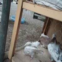 کبوتر|پرنده|خاوران, |دیوار