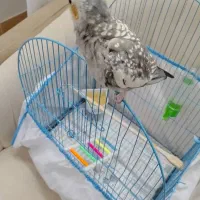 عروس هلندی|پرنده|رشت, سعدی (تختی)|دیوار