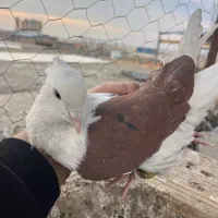 دوکت سرخ نر طوقی ماده|پرنده|قزوین, |دیوار