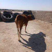 دهلران|حیوانات مزرعه|دهلران, |دیوار