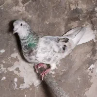 کفتر سرور دم سفید