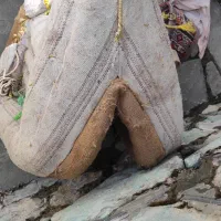 پالون اسب قاطر