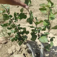 هرس درختان پسته. انگور. و میوه|خدمات باغبانی و درختکاری|تربت‌حیدریه, چهارراه خواف|دیوار