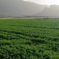 یونجه