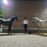 پانسیون و خدمات نگهداری اسب|اسب و تجهیزات اسبسواری|رفسنجان, |دیوار