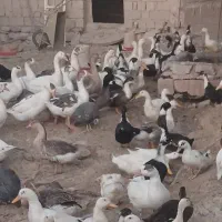 فروش اردک وغاز