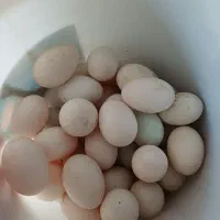 تخم اردکی نطفه دار