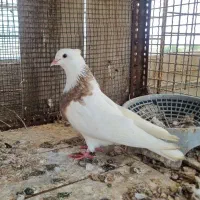 فروش کفتر