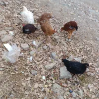 جوجه لاری و محلی و کوردی|حیوانات مزرعه|بانه, |دیوار