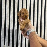 توی پودل / تیکاپ واقعی / نر و ماده|سگ|تهران, تهرانسر غربی|دیوار