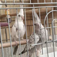 جفت آلبینو ابلغ دوکت و ایزابلا