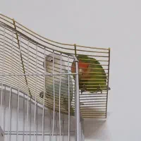 واگذاری پرنده